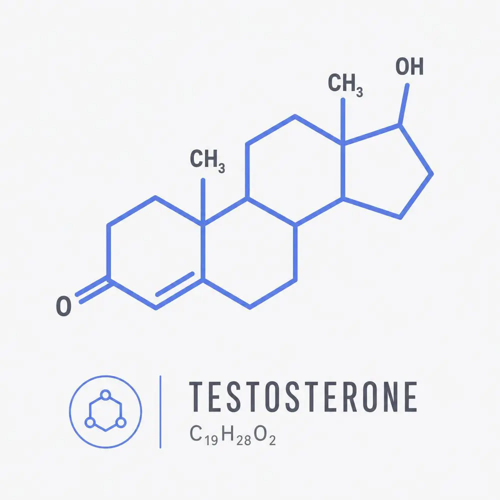 Molecular structure of testosterone, chemical formula C19H28O2